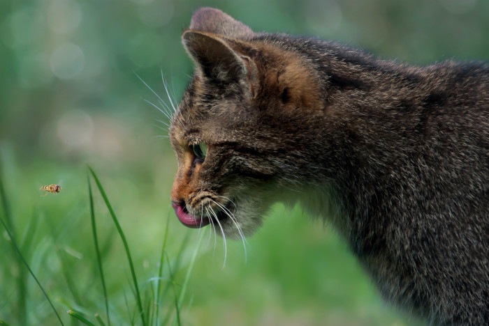 猫が虫を食べてしまったけど大丈夫！？危険なムシ4選