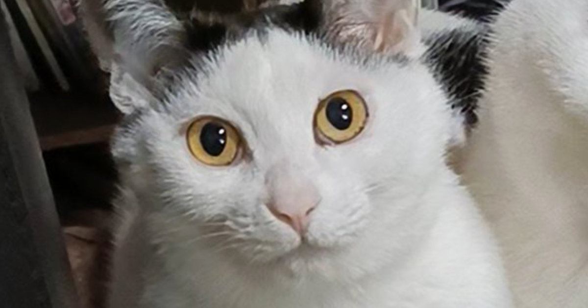 寄り添って座る『仲のいい2匹の猫』→『表情の違い』を見たら…飼い主さんが『思わず吹き出した光景』に反響「完全に笑わせにきてるｗ」