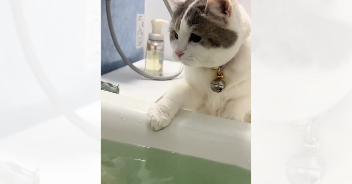 飼い主さんが"お風呂"に入っていると、"猫"がやって来て…まさかの行動が可愛すぎると15万再生「完璧にゃん」「猫の手借りちゃってる」