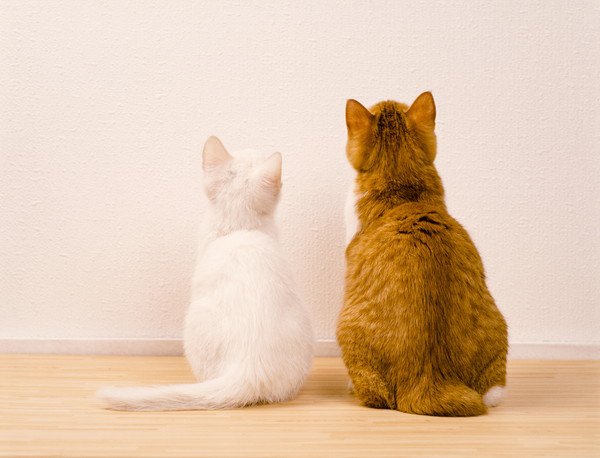 飼い始めた猫が慣れるまでに飼い主が出来る3つの事　