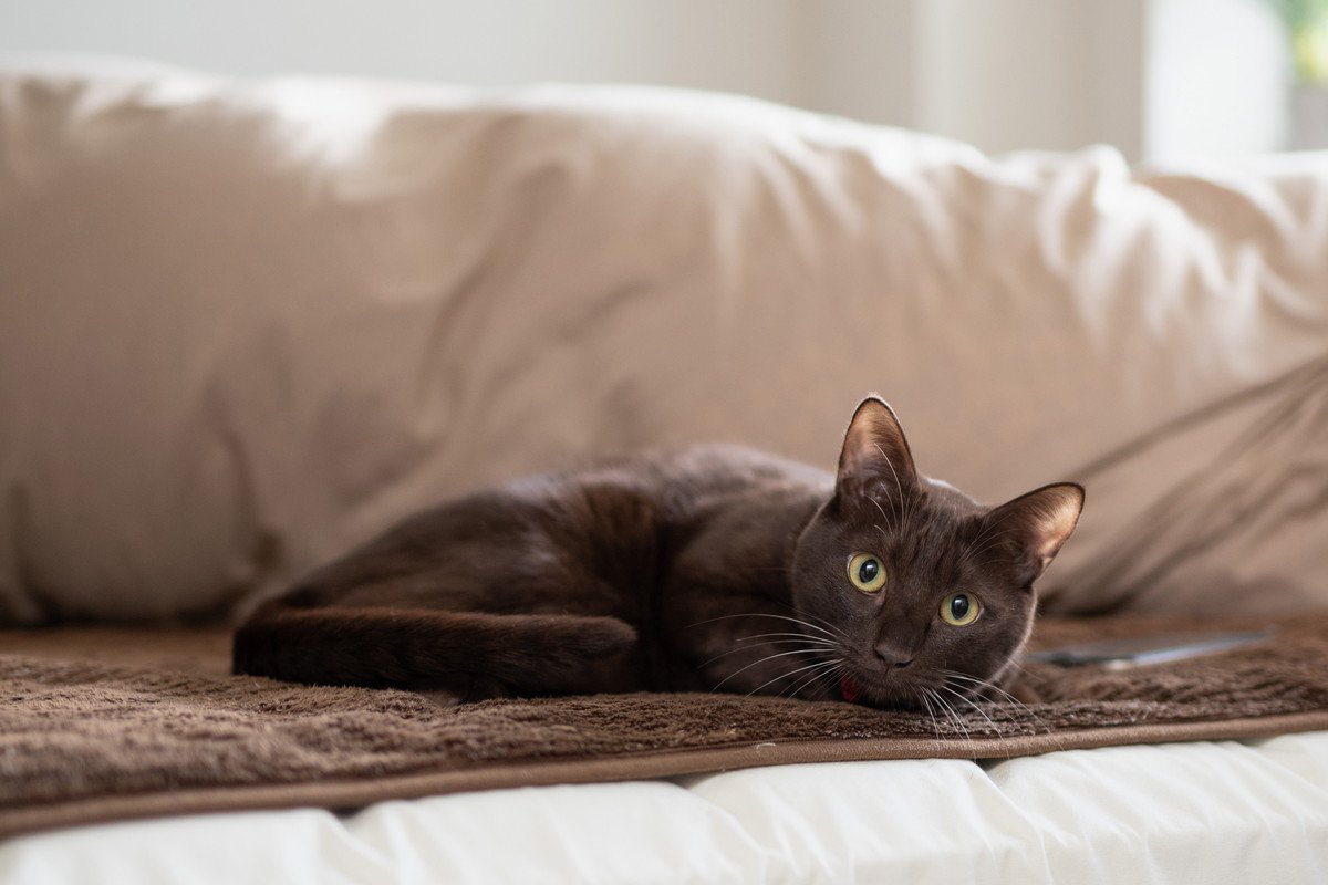 愛猫が飼い主さんと「添い寝したい」と思った時の行動4選　一緒に寝る時の注意点もご紹介