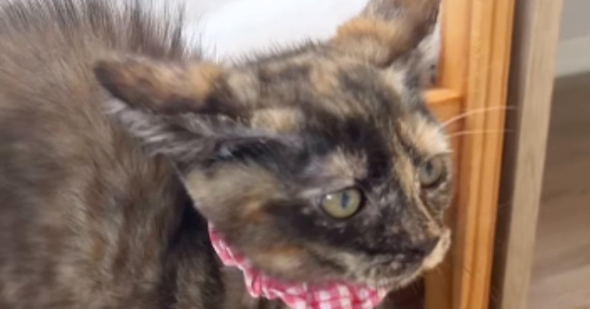 突然、全身の毛を逆立てて『やんのか』し始めた子猫…尊すぎる光景が19万再生「見えてはいけないモノが見えてる」「ないすパヤパヤ」