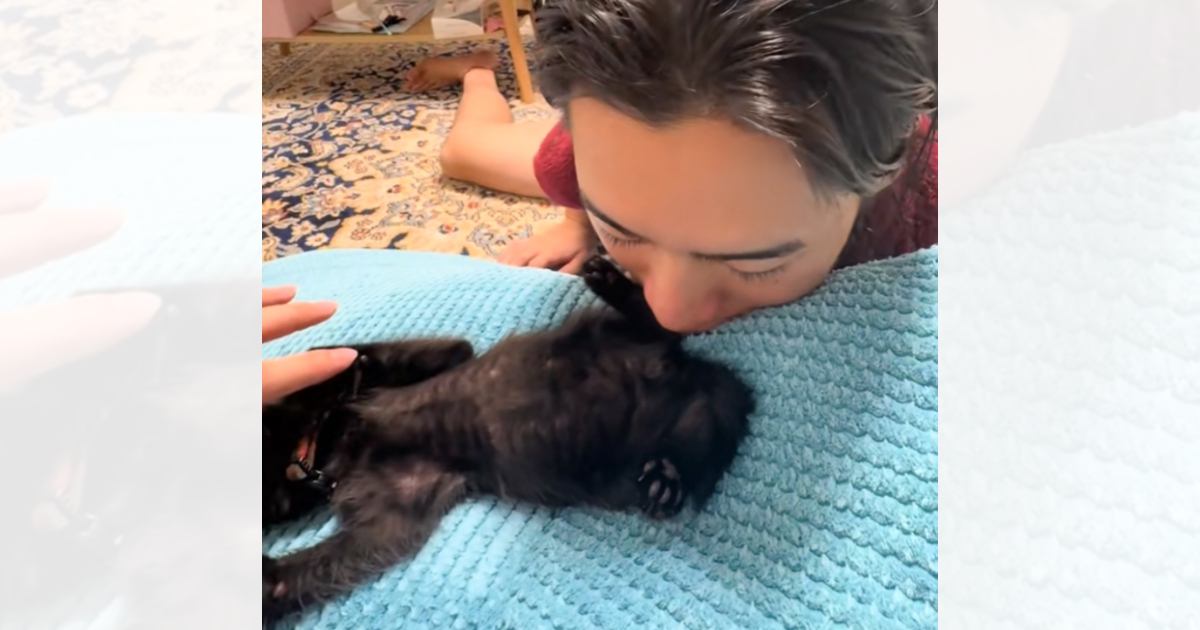 子猫の『お尻のにおい』に……嗅いだパパと『嗅がれた子猫のリアクション』が笑えると50万再生「傷ついてるｗ」「何を頑張らせてんねんｗ」