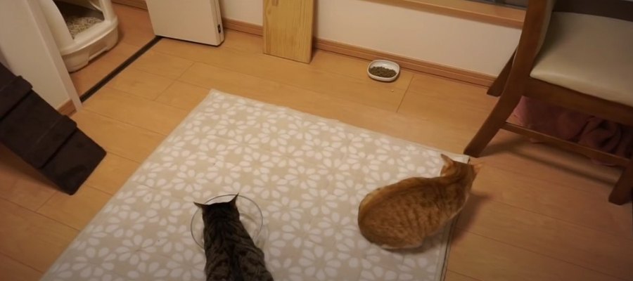 簡単即席！猫ちゃんの壁かじり防止アイテムとは？