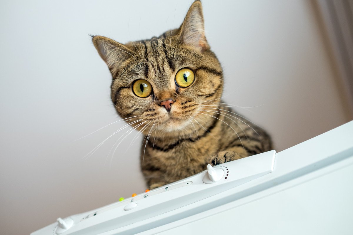 猫が高い場所から『降りられなくなる』理由3選　自分で登ったのに…？気になる心理まで解説