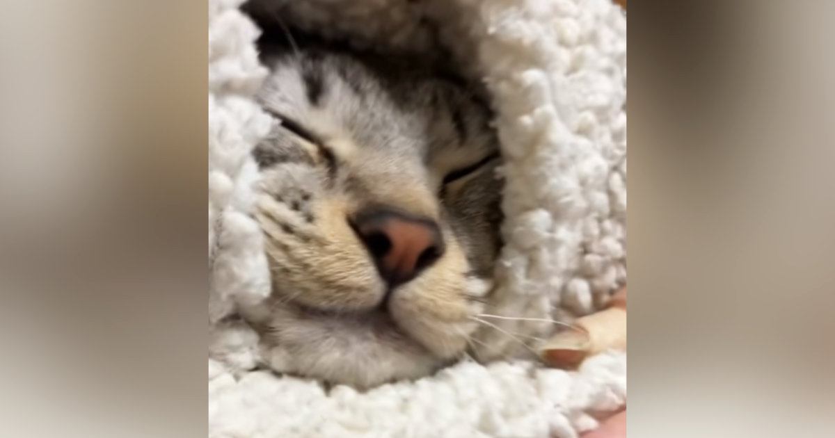 幸せそうに眠っていた猫→起こされると……『可愛すぎる反応』に7万7000いいね「朝はみんな苦手だもんね」「めっちゃ文句言ってて笑った」