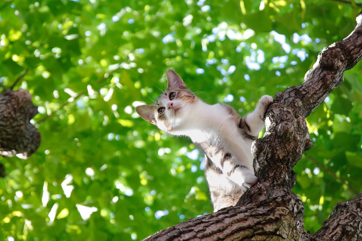 猫と犬はご先祖様が同じ？もとになった「ミアキス」ってどんな動物？