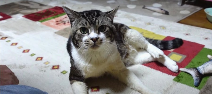 おやつが貰えなくて魚のおもちゃをボコボコにする猫さん