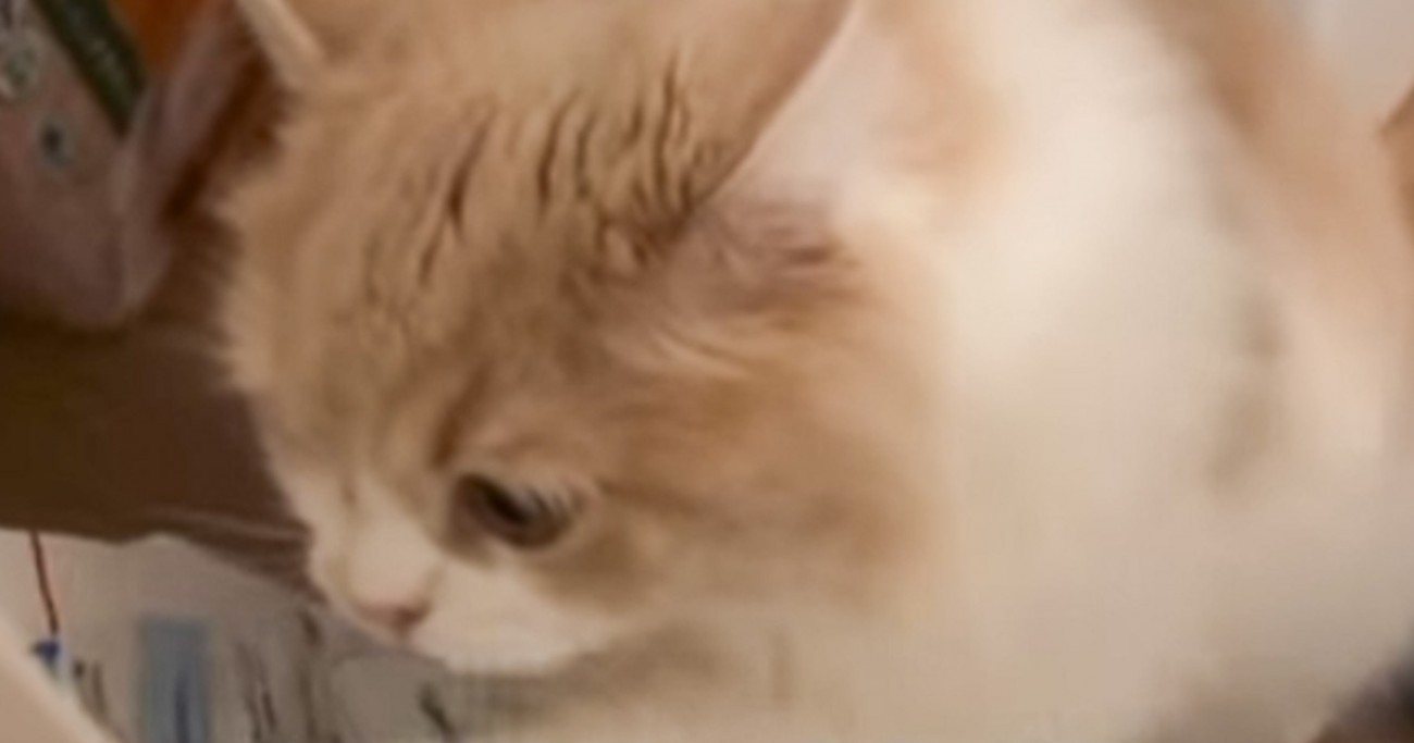家のなかで『物音』→急いで確認しに行ったら、猫が……思わず笑っちゃう『予想外の光景』が22万再生「一生懸命で可愛いｗ」「癒された」