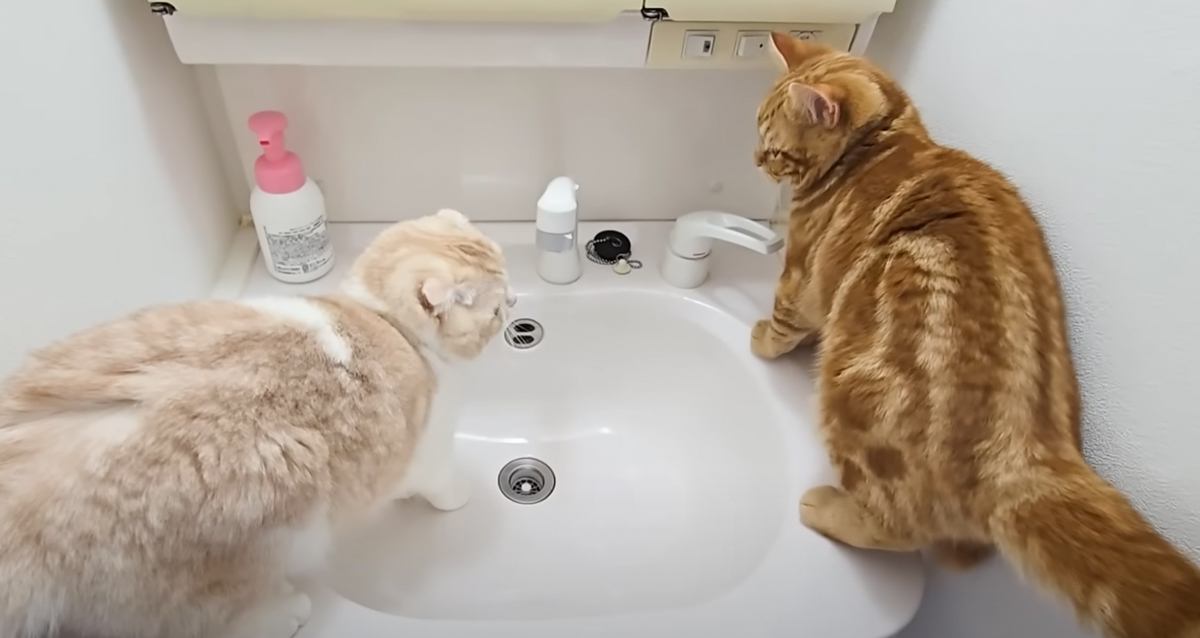 初めて猫たちが一緒に洗面台に入ったら…思わぬハプニングと『優しさ溢れる結末』が6万再生「なんてお利口」「ヒンヤリ気持ちいいんだろうね」