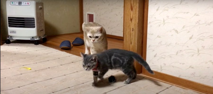 24時間対応！子猫ちゃんのお出迎え♪