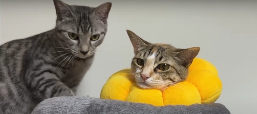 鋭い！猫ちゃんたちの浮気チェック…