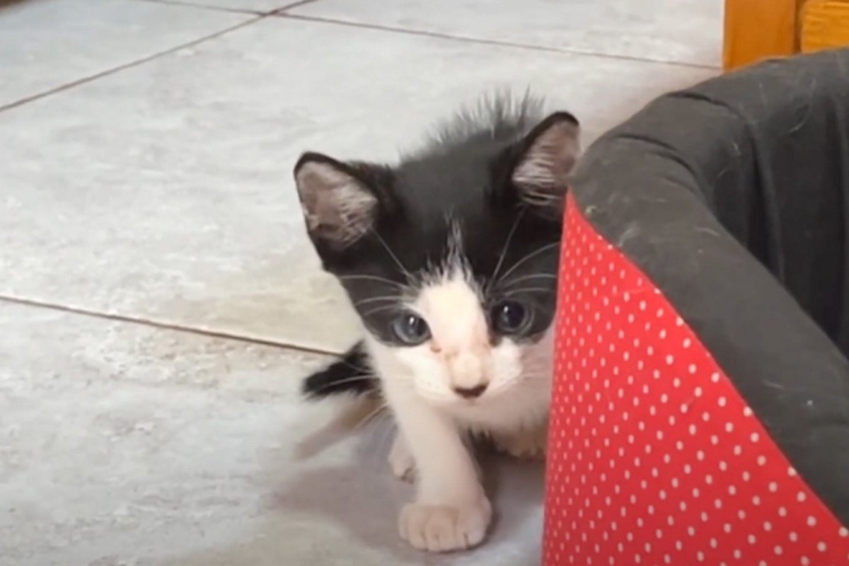警戒心の強い保護子猫→お家に迎えて４日目になると…飼い主さんに見せた『まさかの姿』が50万再生「もう可愛すぎる」「愛が溢れてて涙」