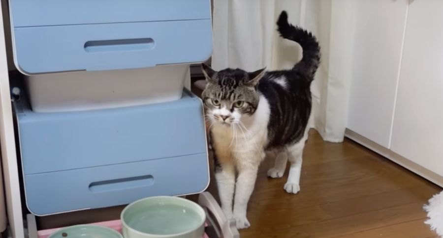 おやつの場所はバッチリ把握！視線で催促する猫ちゃん