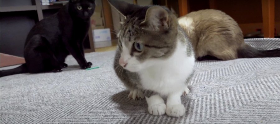 バタバタ禁止？！猫ちゃんのテンション急降下…