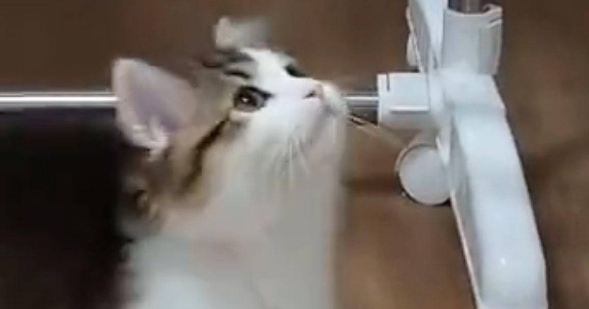 『新しいおもちゃ』を見つけた猫→夢中になって遊び始めて…可愛すぎる様子に2万いいね「ずっと見ていられる」「パンチの特訓かな」