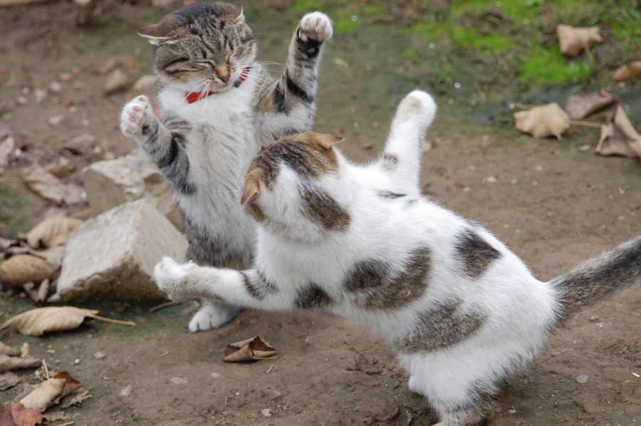 愛猫の多頭飼いでケンカ！私が試した対処法