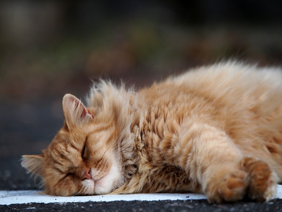 長毛の猫の種類や飼う際の注意点