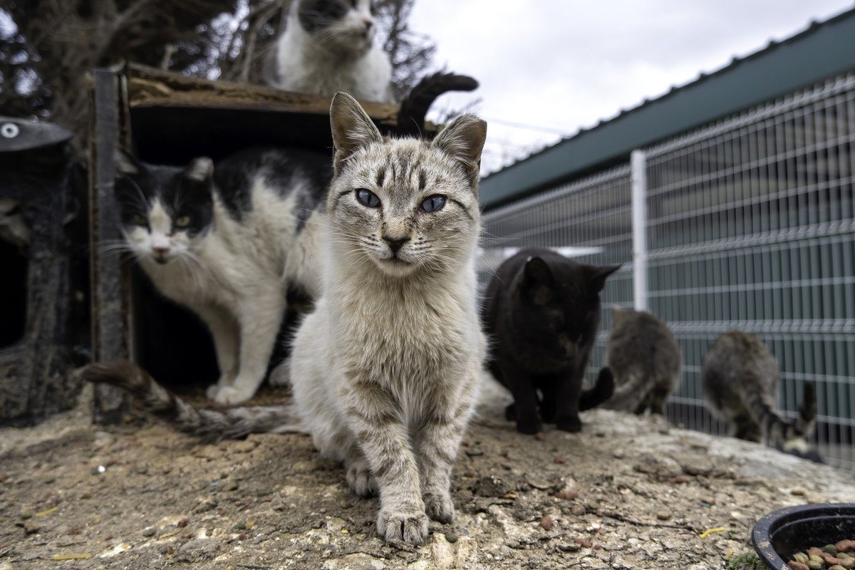 『捨て猫』が減らないのはなぜ？5つの理由と迎える前に必要な覚悟とは