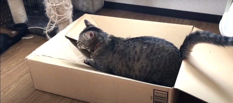 なかなか番が回ってこない…！猫ちゃんのシェアハウス