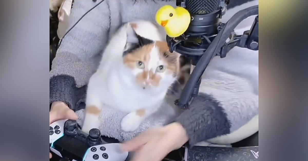 ゲーム配信中、膝の上にやってきた『三毛猫』→次の瞬間…羨ましすぎる『まさかの展開』が106万表示「幸せだけど地獄ｗ」「くっそ可愛い」