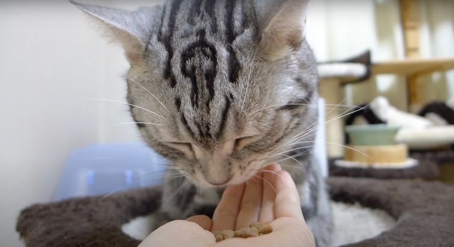 些細なことは気にしない！静電気よりおやつな猫ちゃん