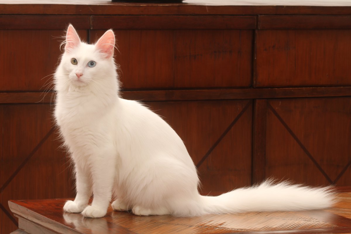 『王族』の元で飼われていた猫種3選　それぞれの特徴や選ばれた理由もご紹介