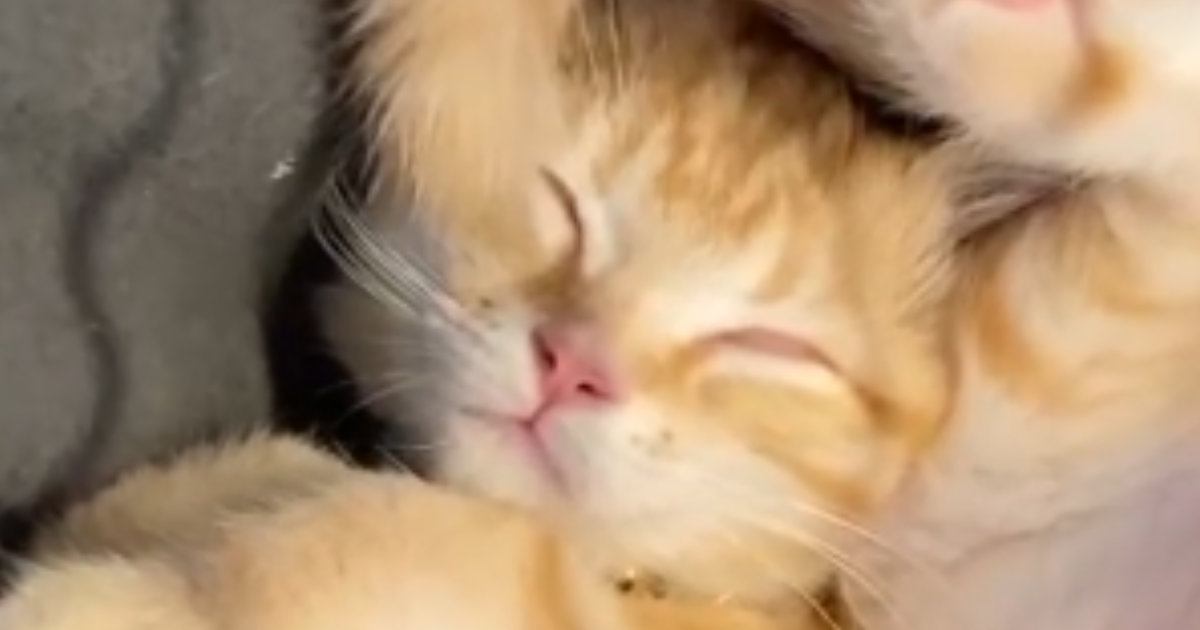 ふと見ると毛布の上で『熟睡していた子猫』…驚きの『体勢』に笑顔になる人続出「難しい形ｗ」「なんて体の柔らかさ」と16万再生