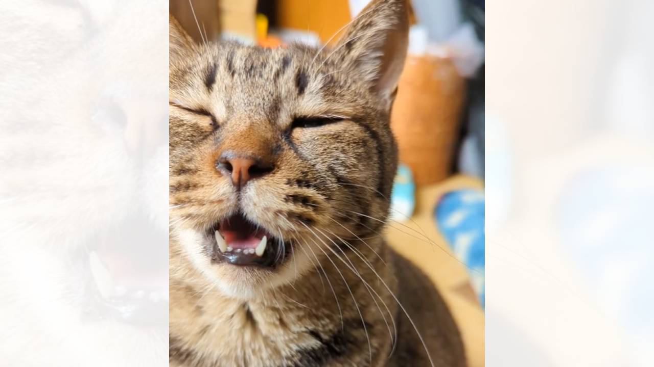 飼い主に名前を呼ばれて嬉しい猫→とんでもなく可愛い『お返事』に笑顔になる人続出「ニャーかと思ったらｗ」「ささやきｗ」と56万再生