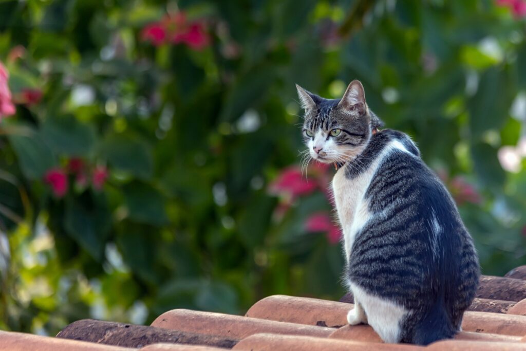 【獣医師監修】アメリカンワイヤーヘアってどんな猫？特徴や性格から飼う前の注意点・価格相場まで徹底解説