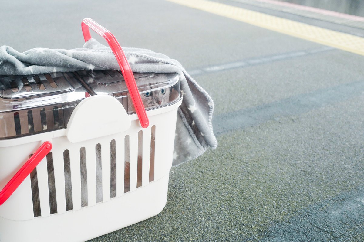 猫を『新幹線』に乗せるときに注意すべきこと4つ　乗車規定や費用、守るべきマナーまで