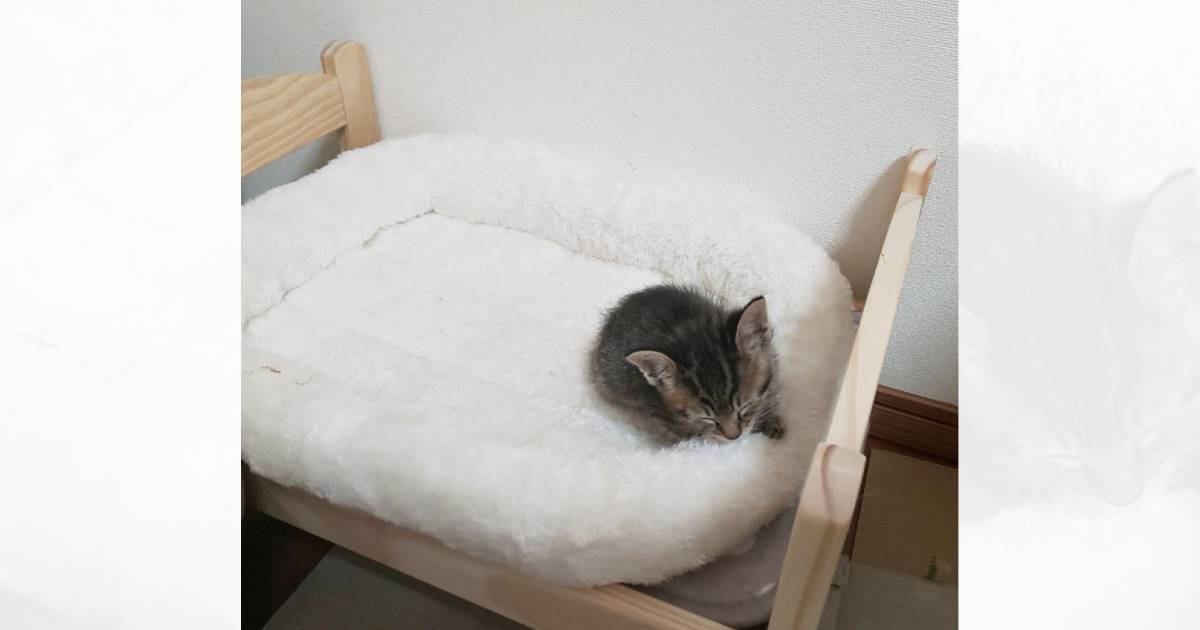 大きなベッドの上で眠る赤ちゃん猫→『２年後の様子』と比較してみると…すてきなビフォーアフターに反響「立派になったね」「どちらも可愛すぎ」