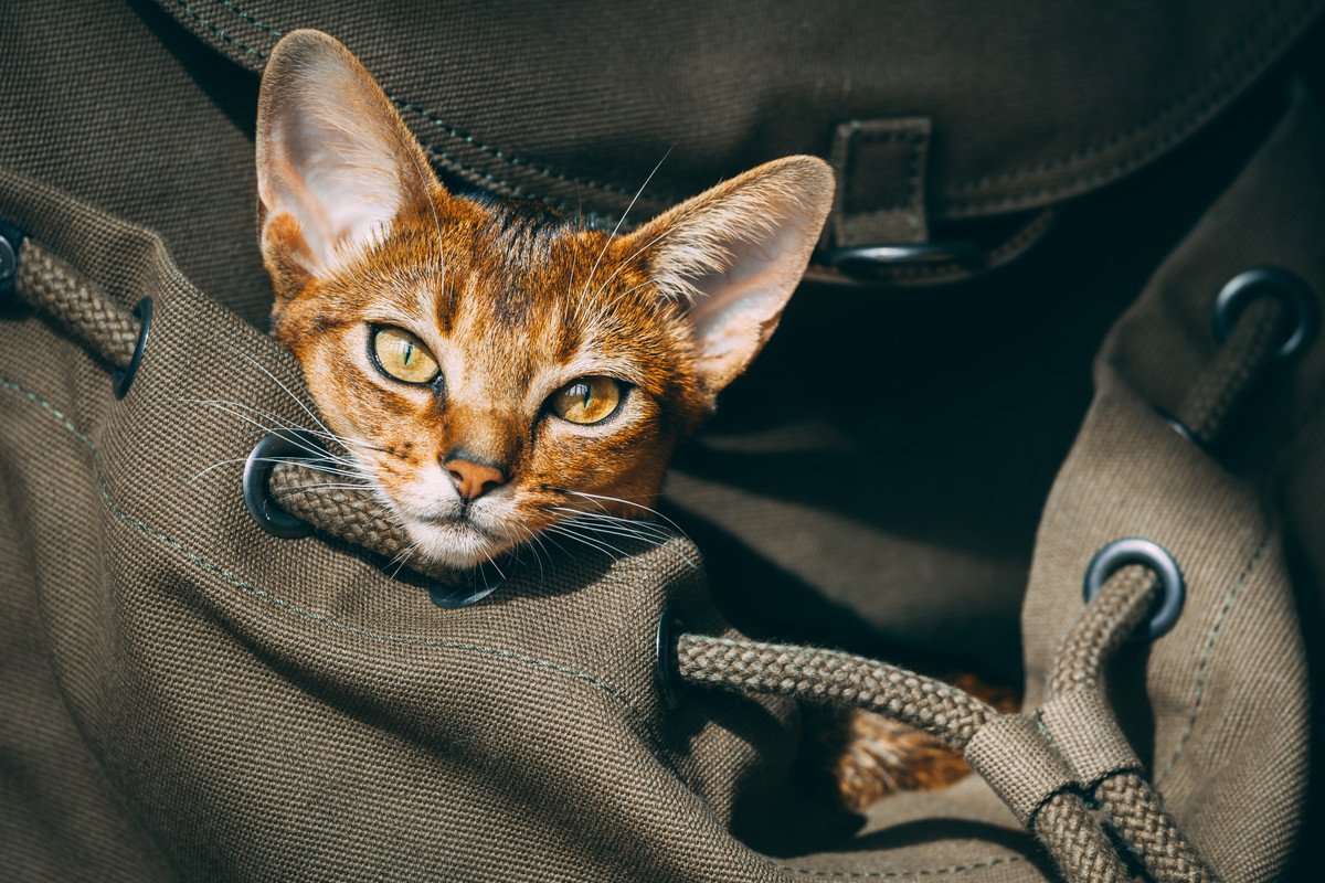 猫が飼い主さんの外出を察知して見せる『お出かけ阻止行動』3選　お出かけ前のベストなふるまい方は？