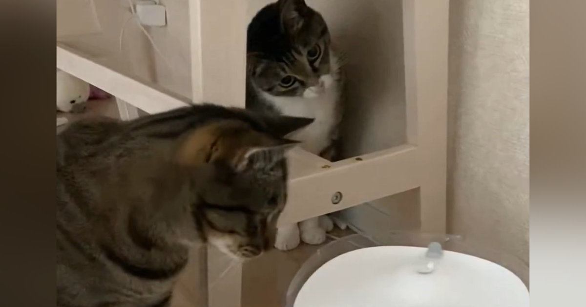 2匹の猫が自動給水器に浮かぶ『氷』を発見した結果…たまらなく可愛いリアクションが166万表示「首おっこちそうｗ」「笑っちゃった」