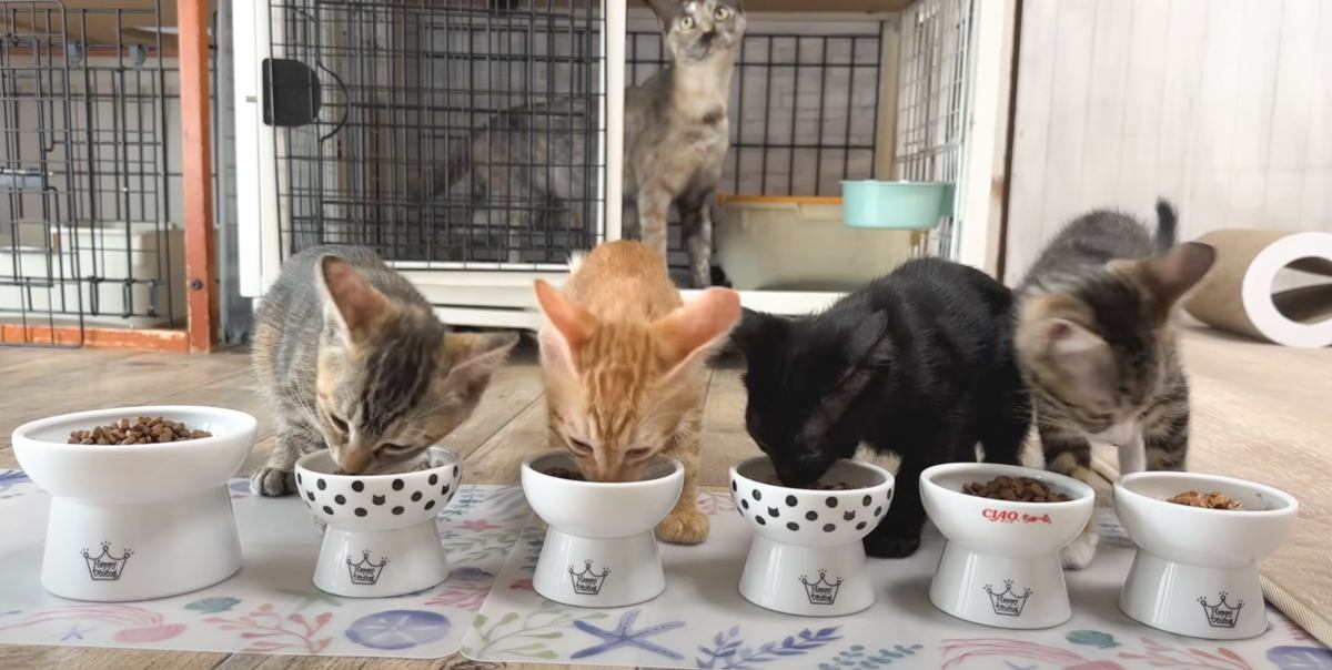 ご飯を食べる子猫たちを見ていたら、1匹が…予想外の行動をとり始める様子に爆笑する人が続出「ご飯の食べ方が凄いｗ」「つい笑ってしまった」