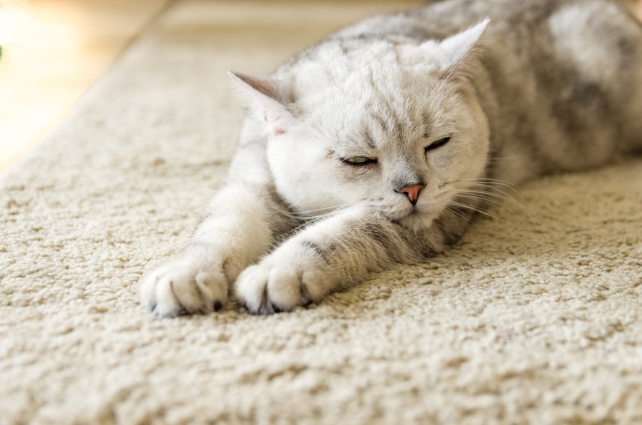 ９カ月の猫の平均的な体重や餌など飼い方について