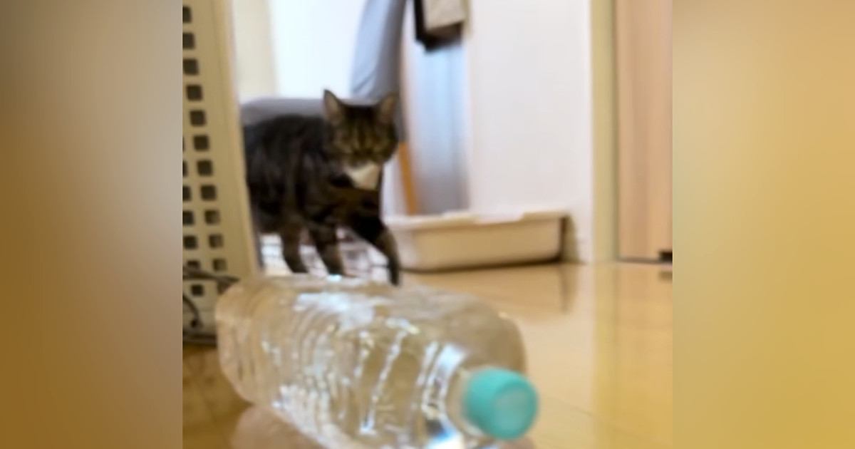 普段から何かをくわえて運んできてくれる猫→いつも途中で…『可愛すぎる行動』に1万いいね「愛が溢れてて尊い」「気づいてなくて愛おしい」