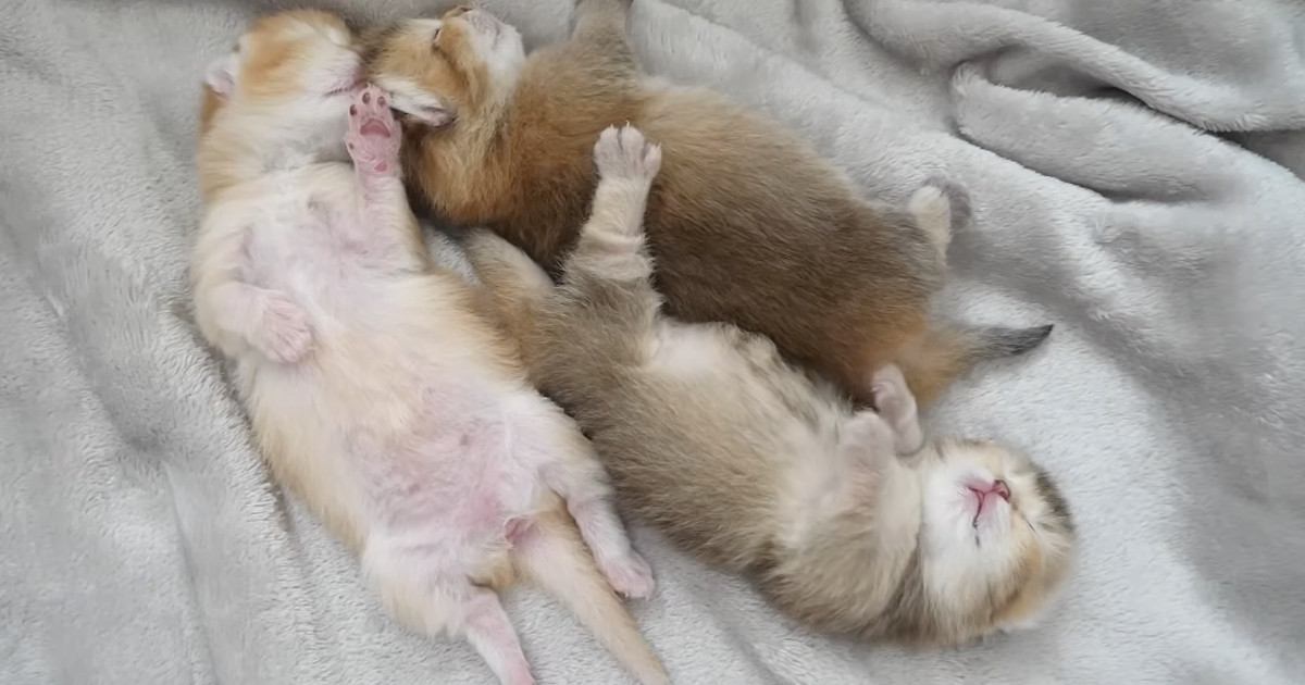 あまりにも無防備な姿でお昼寝する赤ちゃん猫たち…思わず癒される『尊い光景』に「ありがたいものを見た気分」「ニヤニヤした」と反響