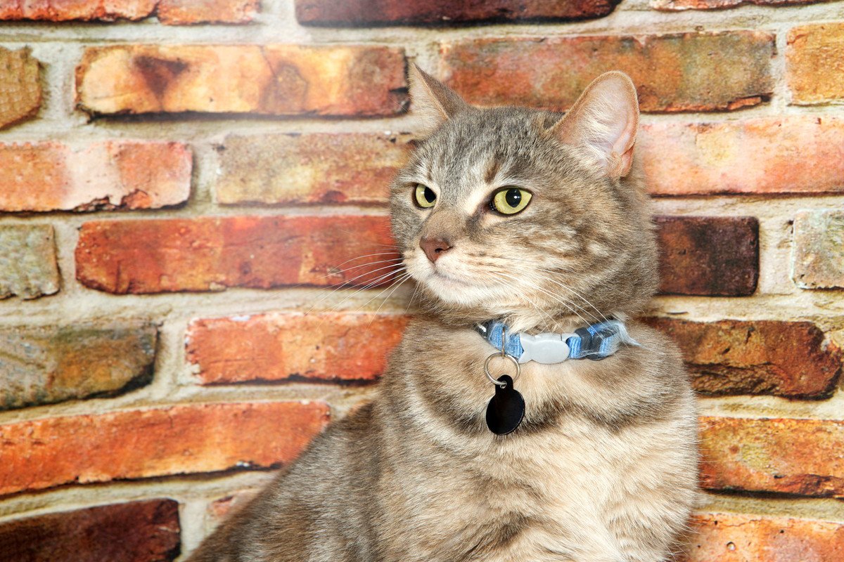 猫の『名前』をつけるときに注意すべきこと5つ　後悔しないためのポイントや名付けのコツ