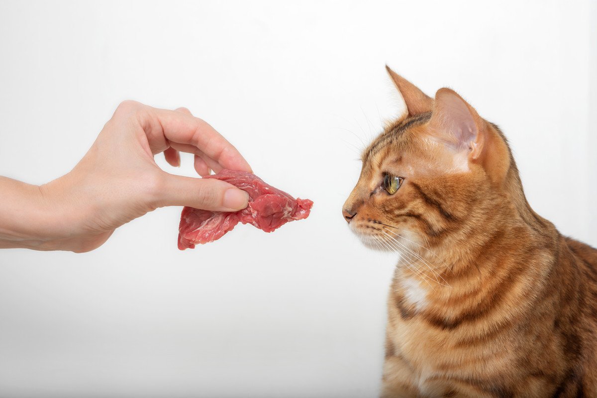 猫の命を脅かす『生（なま）もの』3選　食べてしまったときのリスクや対処法