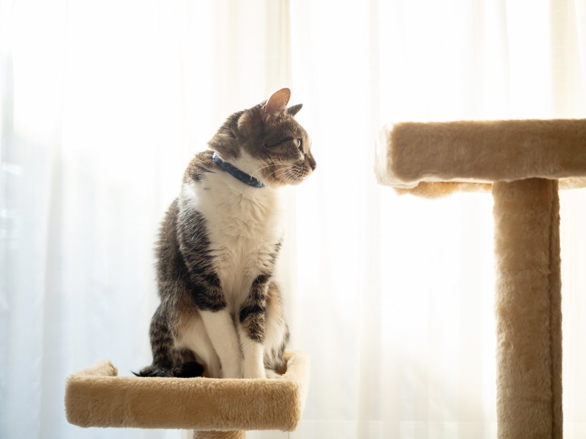 猫が人を『高い所から見下ろしたがる』5つの理由　どんな意味があるの？意外な心理をご紹介