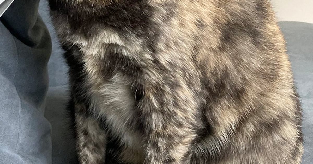 ティッシュの空き箱をつぶそうとすると、猫が真っ先にやってきて…『衝撃の光景』に８万いいね「超楽しいみたいなｗ」「笑いがこらえられない」
