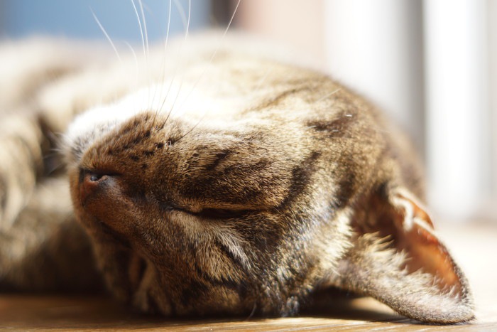 キジ猫の特徴とその魅力について