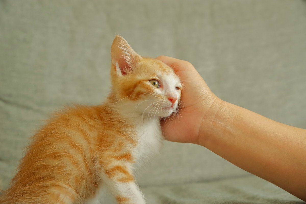 遠慮がちな猫が『甘えたい』ときにみせるサイン3つ　気付いてあげるコツや上手な接し方