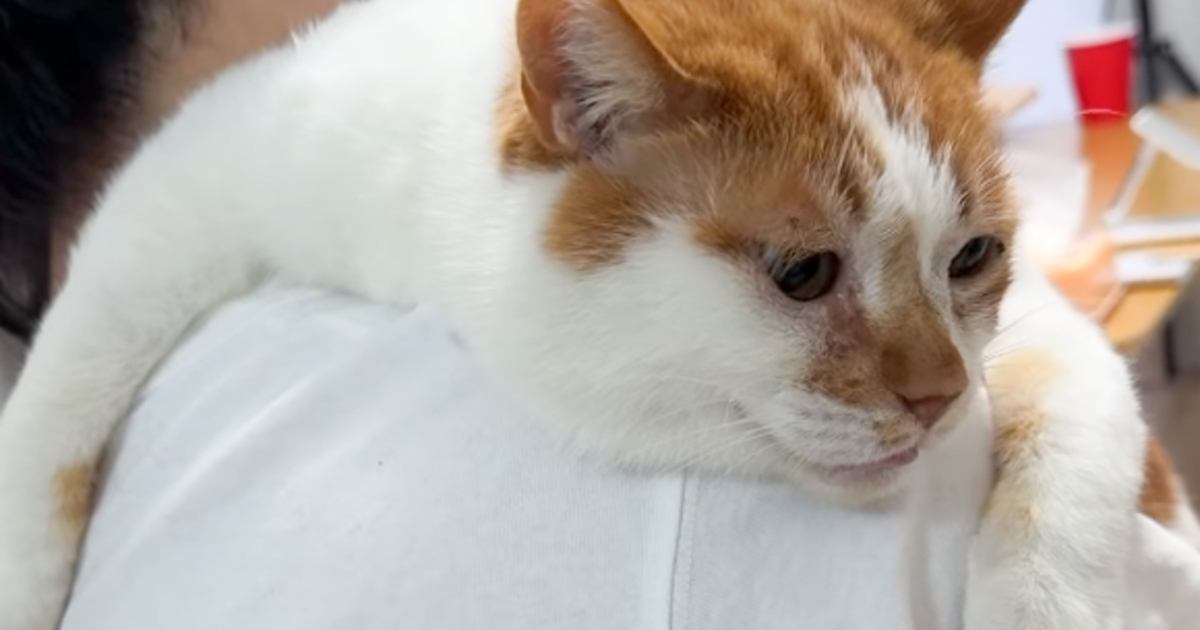 4年間、野良猫として過ごしてきた猫を保護して1週間…思わず涙がでるほど『尊い光景』が96万再生「もうずっと前から家族のよう」「泣いた」