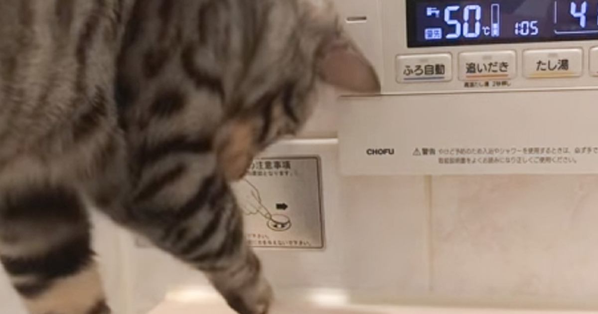 パパがゆっくりとお風呂に浸かっていると……入ってきた猫がとった『衝撃の行動』が225万再生「想像以上に強くて驚きｗ」「笑っちゃったｗ」