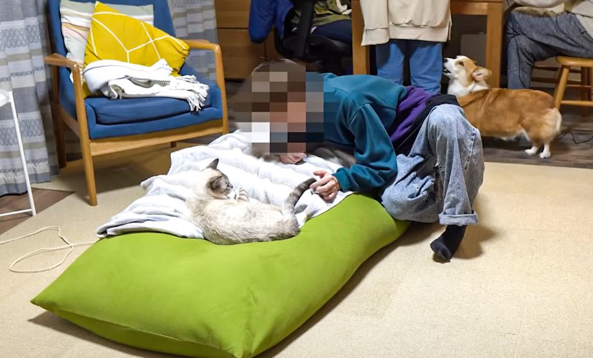 猫と『浮気している長男』を見てしまった犬…強烈に反応する姿が面白すぎると39万1000再生「愛が半端ないｗ」「激しすぎｗ」