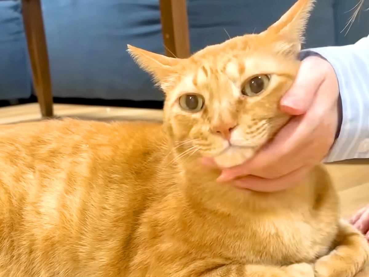 元野良猫の『触ってもいい体のパーツ』を調査→エスカレートした結果…『想定外な反応』に反響「ヤギに変身するという七不思議」「完全に家猫」