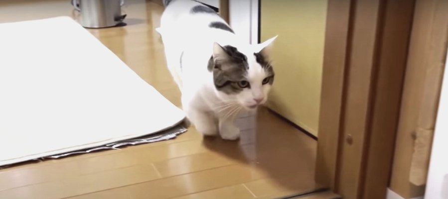 猫ちゃんの気まぐれ"とってこい"が激カワ！