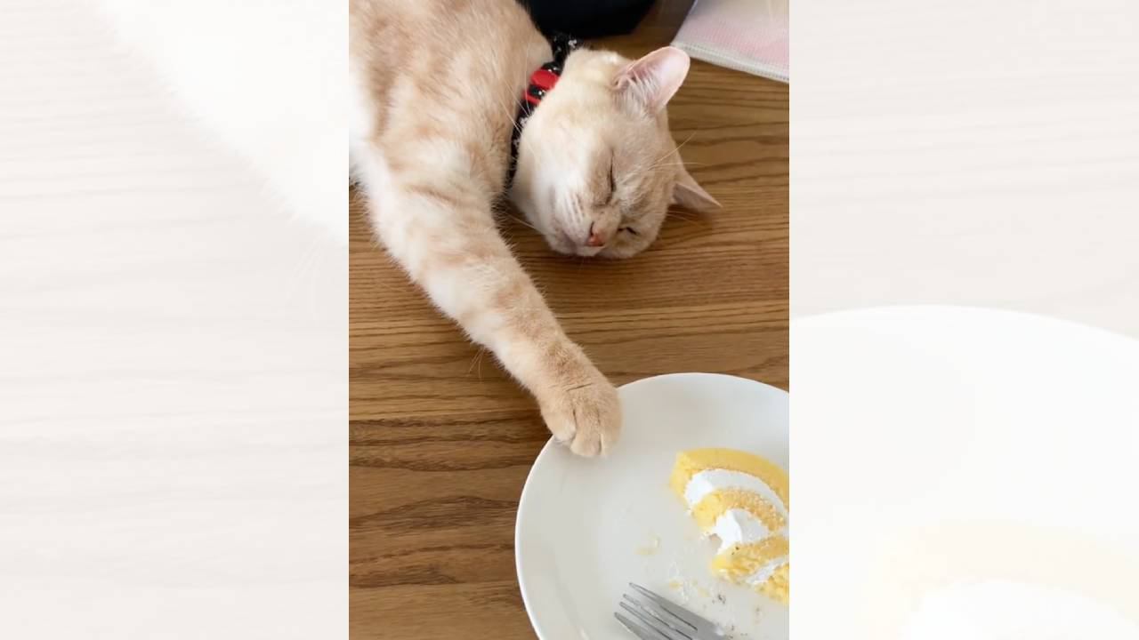 ロールケーキを盗みたい猫が考えた結果…まさかの『寝たふりしたらバレないと思ってる姿』が222万再生「チラッチラ見るの草」「5歳児ｗ」